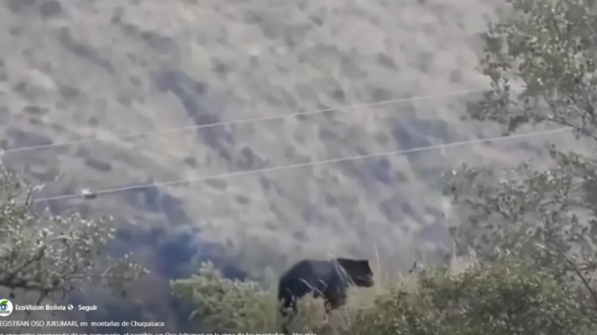 Captan a un oso jukumari en las montañas de Chuquisaca